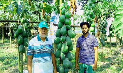 পেঁপে চাষে বদলে যাচ্ছে কালীগঞ্জের গ্রামীণ অর্থনীতি