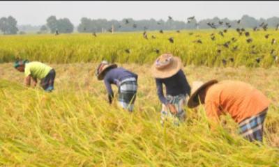 বোয়ালখালীতে ধানের নমুনা ও মাঠ পরিদর্শন করেছেন কৃষি কর্মকর্তা