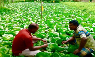 পার্বতীপুরে গ্রীষ্মকালীন বাঁধাকপি চাষে রতন চন্দ্র রায়ের অভূতপূর্ব সাফল্য