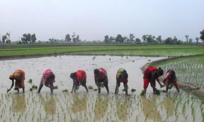বরেন্দ্রের মাঠে মাঠে ধানের চারা রোপণের উৎসব চলছে
