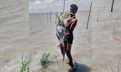 বিপন্ন প্রজাতির বাঘাইর ধরা পড়ল পদ্মায়, দাম পেল ১৮ হাজার টাকা