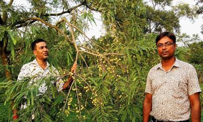 অর্থনৈতিক সম্ভাবনা বাড়াচ্ছে ভেষজ গুণে ভরপুর আমলকী চাষে