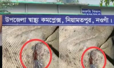 নিয়ামতপুরে শয্যাজুড়ে ছারপোকা, অতিষ্ঠ রোগীরা