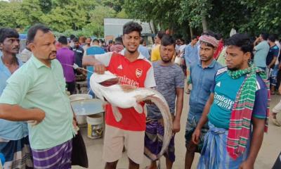 পদ্মায় জেলের ভেসাল জালে ধরা পড়ল বিশাল বোয়াল