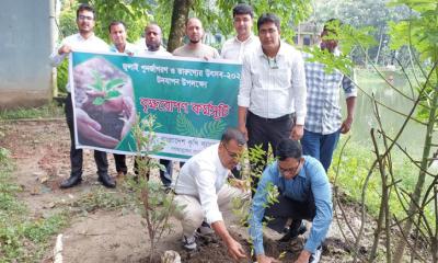 মুরাদনগরে কৃষি ব্যাংকের বৃক্ষরোপণ কর্মসূচি পালন
