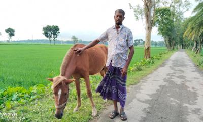 শখের ঘোড়ায় কদর বেড়েছে কোটচাঁদপুরের আসাদুলের