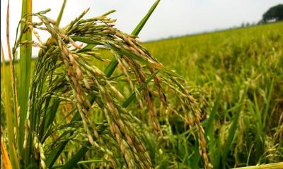 আত্রাইয়ে আমন ধানের শীষে দুলছে কৃষকের স্বপ্ন