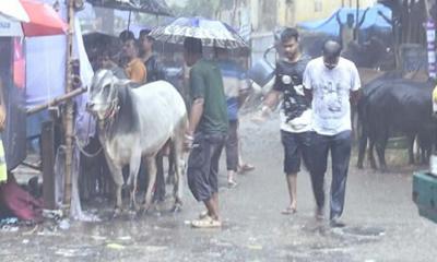 রাজধানীতে বৃষ্টির হানা,  বিপাকে গরুর ব্যাপারীরা