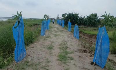 চরঝাউকান্দায় বৃক্ষবিহীন চরাঞ্চল, বনায়ন কর্মসূচি বাস্তবায়নের দাবি চেয়ারম্যান বদরুজ্জামান মৃধার
