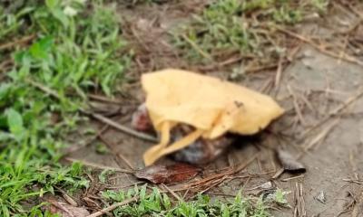 সিরাজগঞ্জে রেললাইনের পাশে পলিথিনে মোড়ানো অর্ধগলিত শিশু ভ্রুণ উদ্ধার