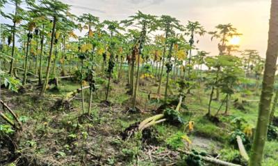অতিবৃষ্টিতে চুয়াডাঙ্গায় ৮৭২ হেক্টর জমির ফসল ক্ষতিগ্রস্ত