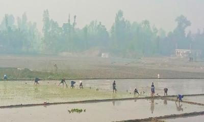 সুন্দরগঞ্জে শুরু হলো বোরো ধানের চারা রোপণ