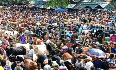 কোরবানির পশুর হাটে মহিষের গুঁতায় নিহত ২