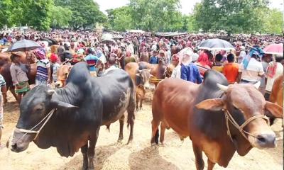 চট্টগ্রামে ২২৮টি কোরবানির পশুর হাট বসছে