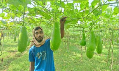 চুয়াডাঙ্গায় বর্ষাকালে মাচা পদ্ধতিতে সবজি চাষে চাষিরা লাভবান