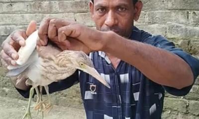 চার পা-ওয়ালা বক: কুড়িগ্রামে অদ্ভুত প্রাণীর খোঁজে ভিড়