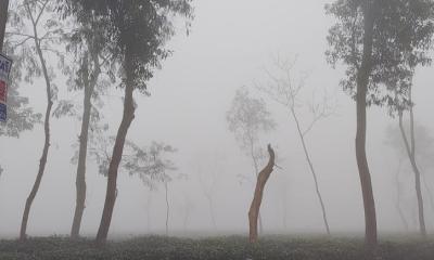 শীতে কাঁপছে চায়ের জনপদ, তাপমাত্রা নামল ১১ ডিগ্রিতে