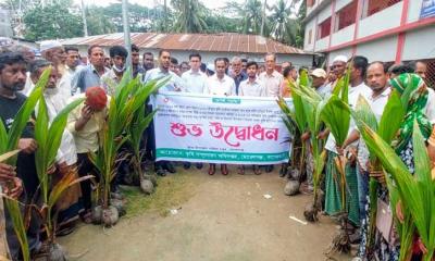 মোরেলগঞ্জে কৃষি পুনর্বাসন প্রণোদনা কর্মসূচির আওতায় নারিকেলের চারা বিতরণ