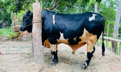 মানিকগঞ্জে ৯৫০ কেজির ‘কালো মানিক’, দাম হাঁকানো হয়েছে ৮ লাখ টাকা