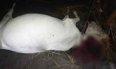 নলডাঙ্গায় শত্রুতামূলক ভাবে কুপিয়ে গরু হত্যা