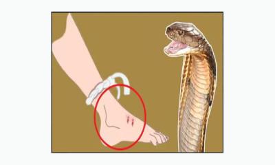 সাটুরিয়ায় সাপের ছোবলে গৃহবধূর মৃত্যু