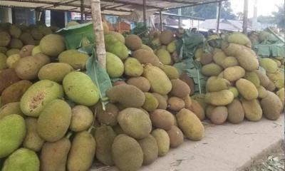 চোখের সামনে নষ্ট হচ্ছে লাখ টাকার কাঁঠাল : হিমাগারহীন ভালুকায় চাষির আহাজারি
