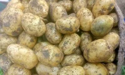 নতুন আলু নিয়ে বিপাকে মজুতকারীরা