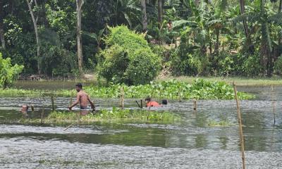 লাগামহীন চায়না দোয়াড়ি ব্যবহারকারীরা, হারিয়ে যাচ্ছে দেশীয় মাছ