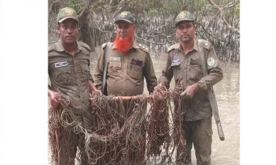 সুন্দরবনে ফের ৬ শতাধিক ফাঁদ উদ্ধার, শূন্য হাতে বন বিভাগ