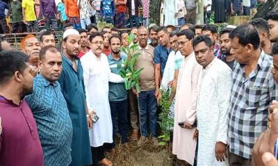 মাগুরার শ্রীপুরে কৃষকদলের উদ্যোগে বৃক্ষরোপণ কর্মসূচি