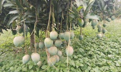 পাহাড়ে মিশ্র ফল চাষে সফল উদ্যোক্তা জ্যোতি কিশোর বড়ুয়া
