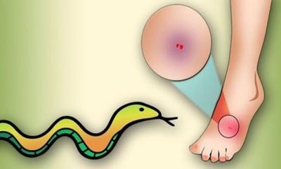 কোটালীপাড়ায় সাপের কামড়ে গৃহবধূর মৃত্যু