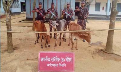 শেরপুর সীমান্তে বিজিবির অভিযানে ৩টি ভারতীয় গরু জব্দ