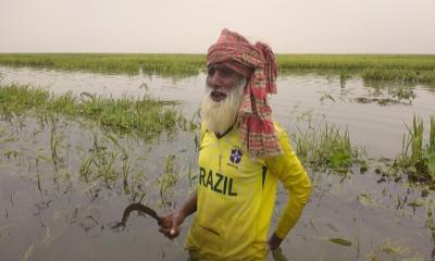 ভারী বৃষ্টির পানিতে প্লাবিত হাওর, হতাশার আগুনে কৃষক