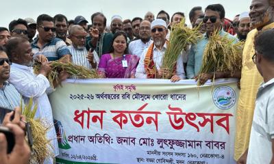 মদনে বোরো ধান কাটা উদ্বোধন করলেন লুৎফুজ্জামান বাবর