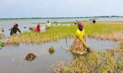 ৭ জেলা পানির নিচে অর্ধলক্ষ হেক্টর জমির বোরো ধান