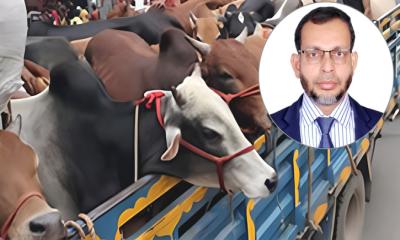পশু পরিবহনে নির্মমতা বন্ধে কুরবানির হাটে কঠোর নজরদারি চান বাকৃবি গবেষকরা