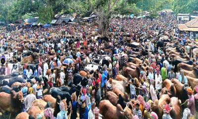 চুয়াডাঙ্গায় কোরবানির ঈদে বিক্রি হবে এক হাজার কোটি টাকার পশু