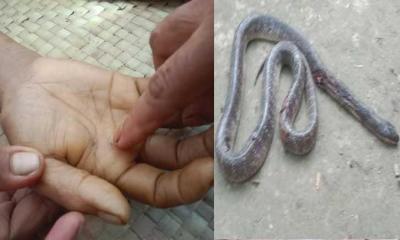বড়াইগ্রামে সাপের কামড়ে গৃহবধূর মৃত্যু