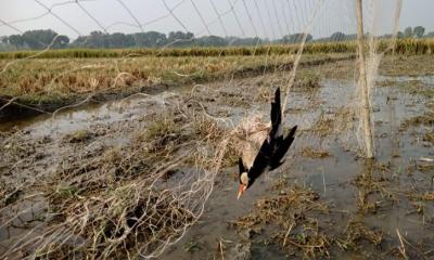 জীবননগরে চেচোগাড়ি বিলে পাখি শিকার বন্ধে জরুরি ব্যবস্থা গ্রহণ প্রয়োজন