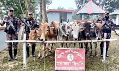 চাঁপাইনবাবগঞ্জ সীমান্তে বিজিবির অভিযানে ভারতীয় গরু জব্দ