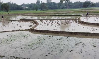 তানোরে আষাঢ়ের বৃষ্টিতে স্বস্তি, আমন রোপণে ব্যস্ত কৃষক