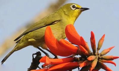 আজ পয়লা ফাল্গুন, বসন্ত বরণে রঙিন বাংলাদেশ