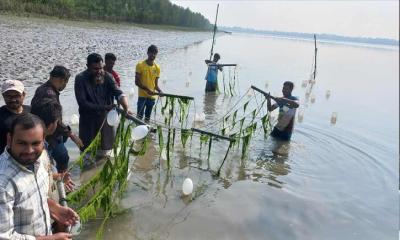 সমুদ্রের সবুজ সোনা: উপকূলীয় জীবিকা ও জলবায়ু পরিবর্তনে  শৈবাল চাষে  অপার সম্ভাবনা”