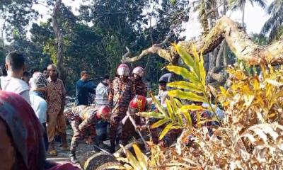 গাছ কেটে সড়ক অবরোধ করল আ.লীগ, ৪ ঘণ্টা যান চলাচল বন্ধ