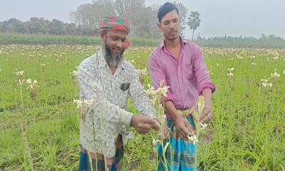 জীবননগরে রজনীগন্ধা ফুল চাষে লাভবান চাষিরা