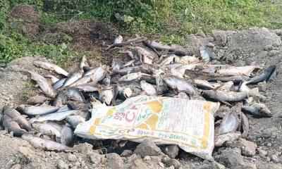 মরছে মাছ, দিশেহারা মৎস্য চাষি