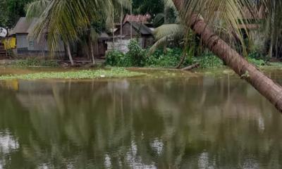 বন্যায় মদন পৌরসভায় শিং মাছের ফিশারিতে ব্যাপক ক্ষয়ক্ষতি