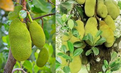 আমের রাজ্যে গাছে গাছে শোভা পাচ্ছে রসালো কাঁঠাল