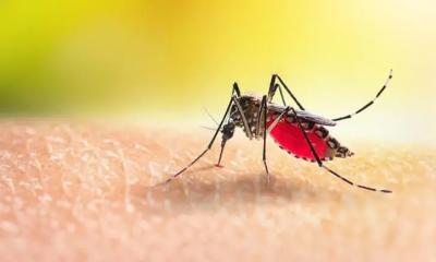 গত ২৪ ঘণ্টায় ডেঙ্গুতে আরও ৭ জনের মৃত্যু